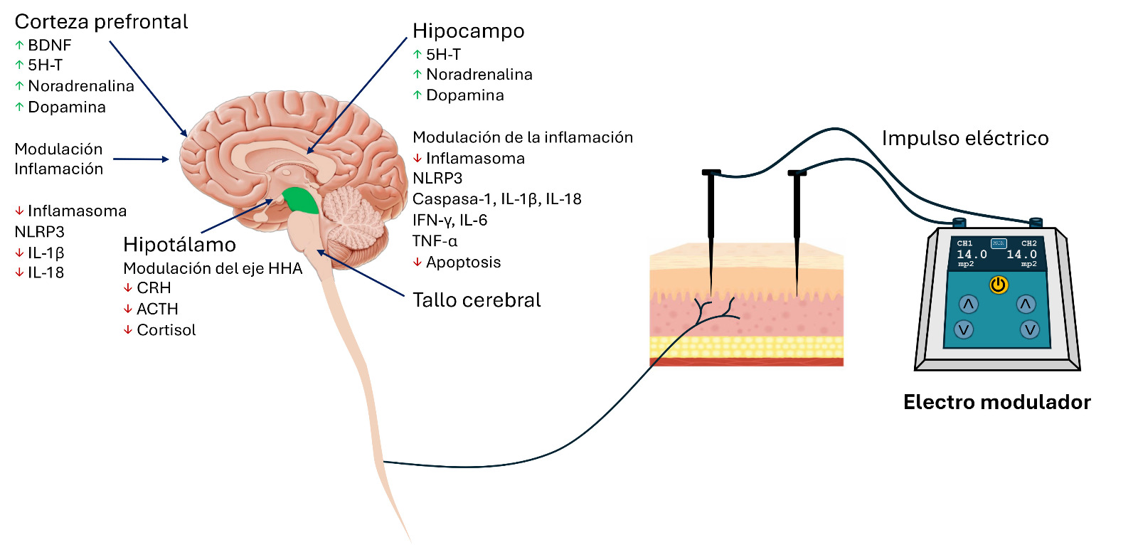 Figura 1. Efectos neuroendocrinos, inmunológicos y sinápticos de la acupuntura